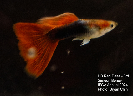 guppy hb red